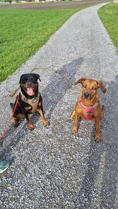 Wie trainiert ihr den Rückruf?-Beitrag-Bild