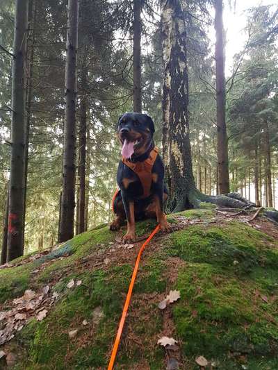 Hundegeschirr-Beitrag-Bild