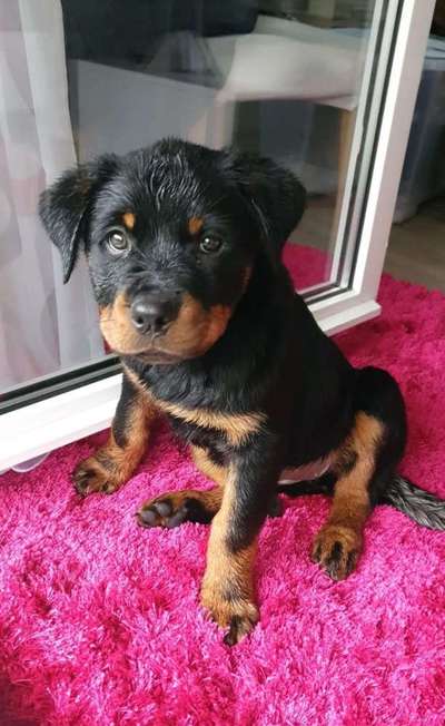 Welpen Bilder !-Beitrag-Bild