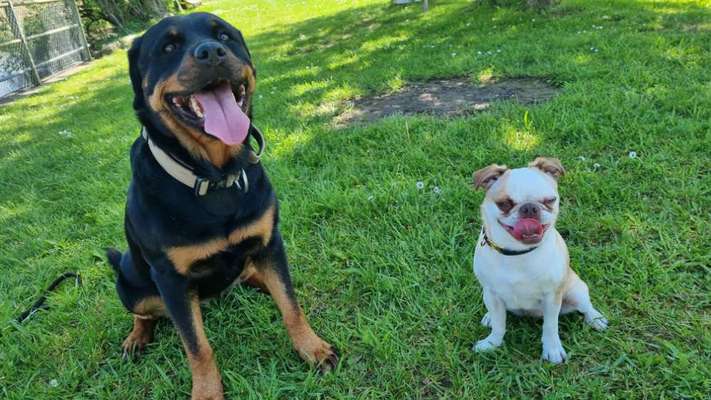 Wie kamst du zu deinem Hund?-Beitrag-Bild