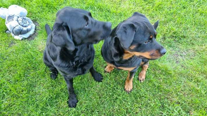 Wie kamst du zu deinem Hund?-Beitrag-Bild