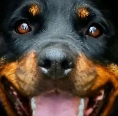 Dogorama Photo Challenge - Details Ganz nah-Beitrag-Bild