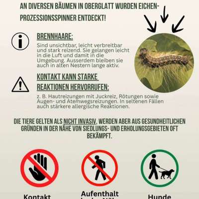 Giftköder-Eichenprozessionsspinner-Bild
