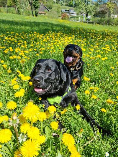 Fotochallenge 78

Es grünt und blüht-Beitrag-Bild