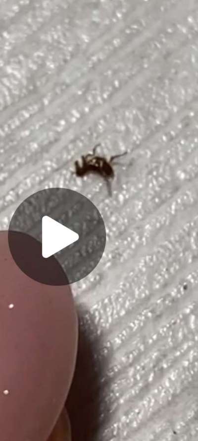 Welches Tier ist das?-Beitrag-Bild