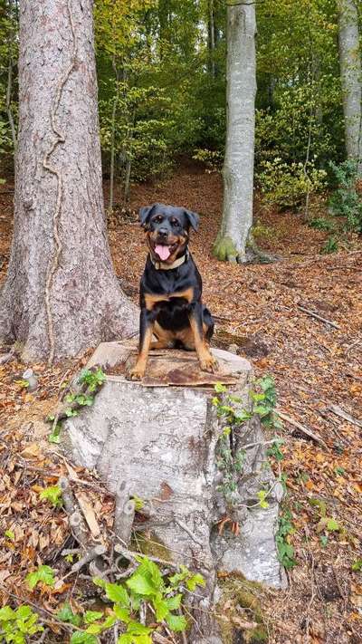 Wie kamst du zu deinem Hund?-Beitrag-Bild