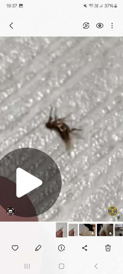 Welches Tier ist das?-Beitrag-Bild