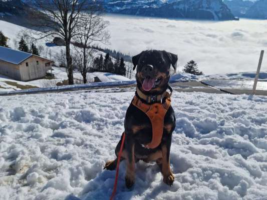 Hundegeschirr-Beitrag-Bild