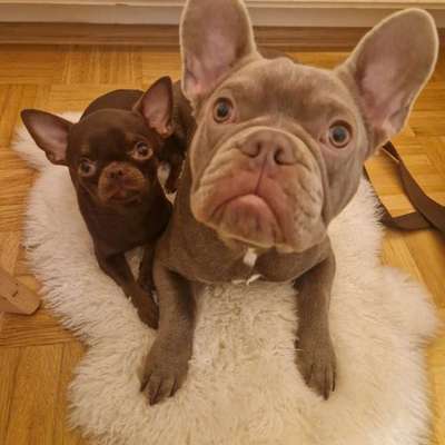 aktuelles Foto Gruppe Französische Bulldogge