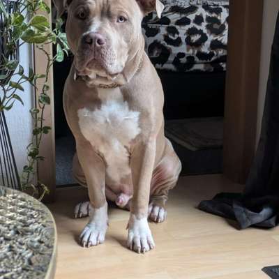 Hundetreffen-Berry sucht neue Freunde ❤️-Bild