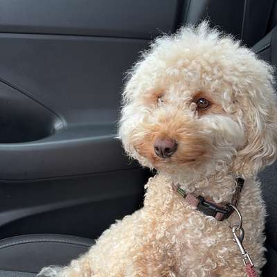 Hundetreffen-Social Walk mit souveränen Hunden-Bild