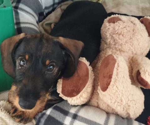 Welpen Bilder !-Beitrag-Bild