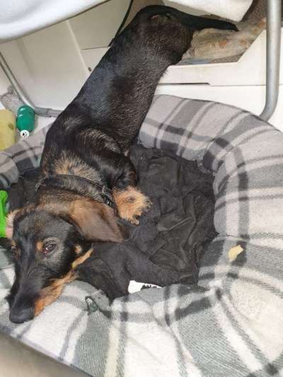 Dackelchen-Beitrag-Bild