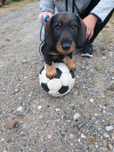 43. Fotochallenge-Zeigt mir eure Ball oder Frisbee verrueckten Hunde-Beitrag-Bild
