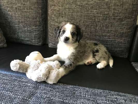 Welpen Bilder !-Beitrag-Bild