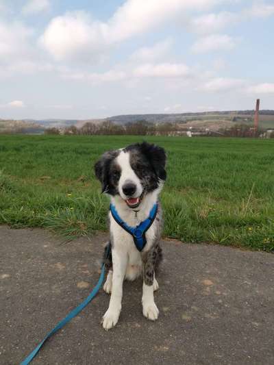 Zeigt mal eure border Collies :)-Beitrag-Bild