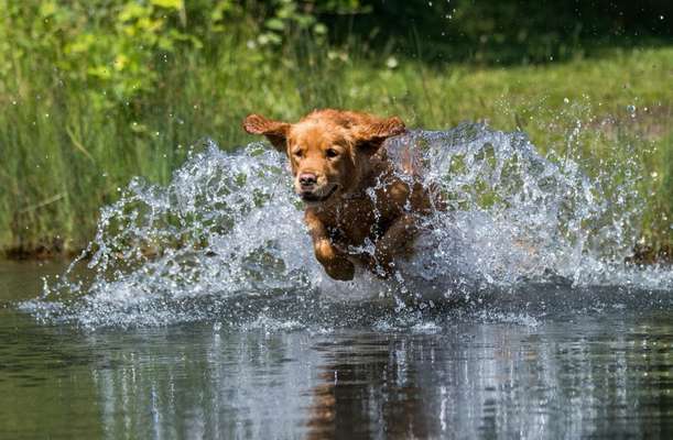 Dogorama-Monats-Challenge-Mai "Wasser"-Beitrag-Bild