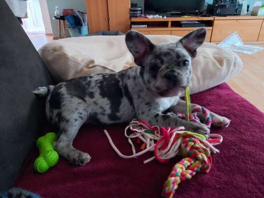 Französische Bulldoggen-Beitrag-Bild