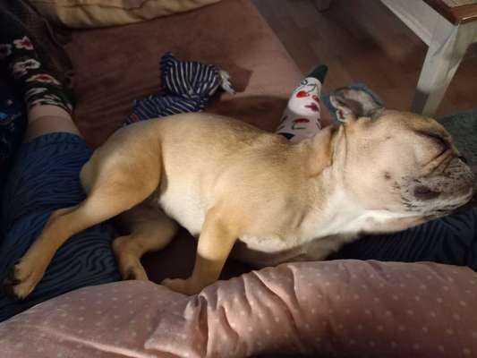 Französische Bulldoggen-Beitrag-Bild