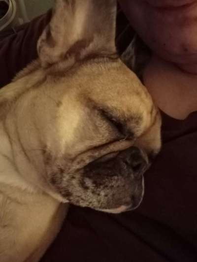 Französische Bulldoggen-Beitrag-Bild