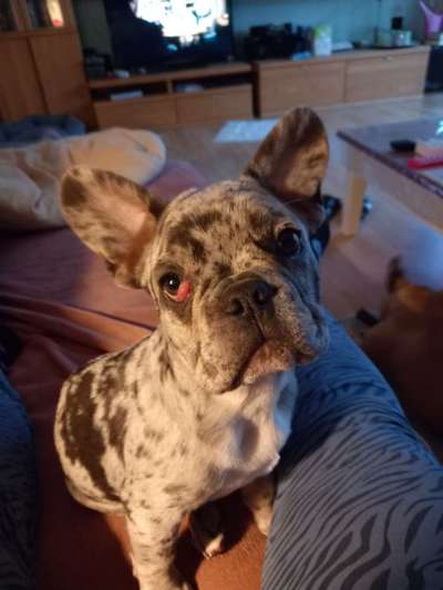 Französische Bulldoggen-Beitrag-Bild