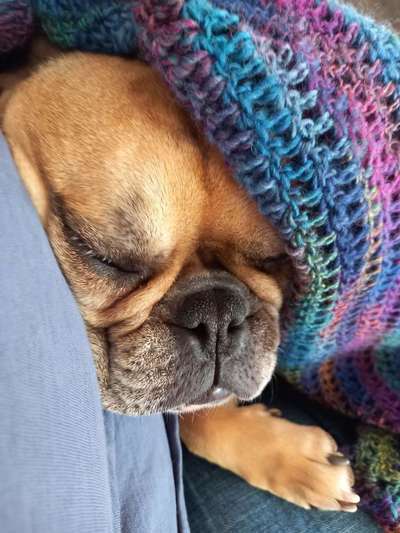 Französische Bulldoggen-Beitrag-Bild