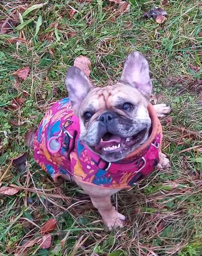 Dogorama Photo Challenge - Einmal lächeln bitte-Beitrag-Bild