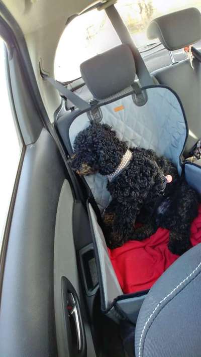 Die Dogorama Wochen Challenge-Beitrag-Bild