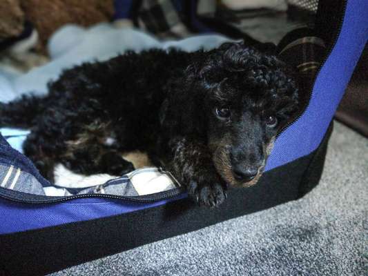 Welpen Bilder !-Beitrag-Bild