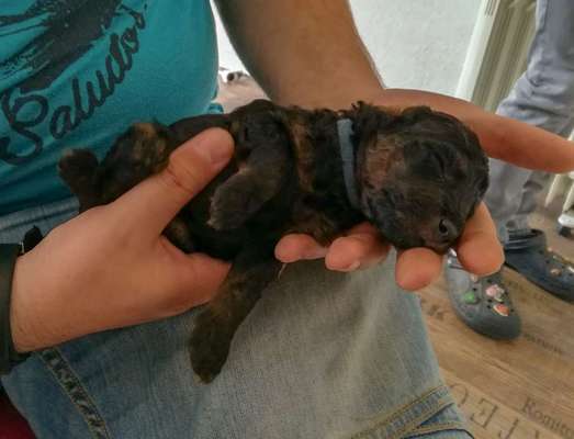 Welpen Bilder !-Beitrag-Bild