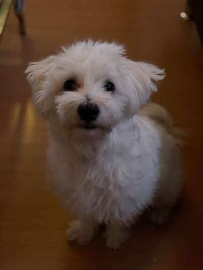 Zeigt her eure Pudel und Pudelmischlinge (:-Beitrag-Bild