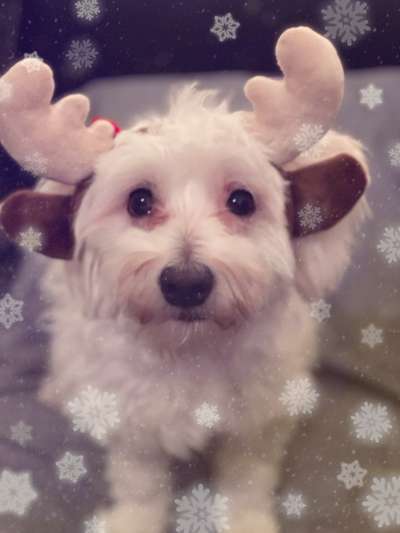 Dogorama Photo Challenge - Tre Chic!-Beitrag-Bild