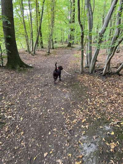 Hundetreffen-Gruppenspaziergänge für verspielten Welpen gesucht-Bild