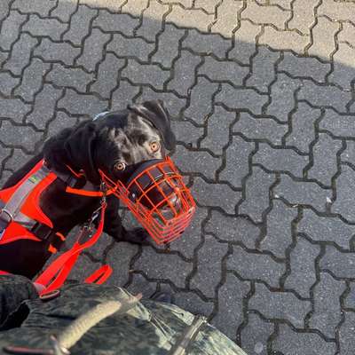 Fancy Maulkörbe-Beitrag-Bild