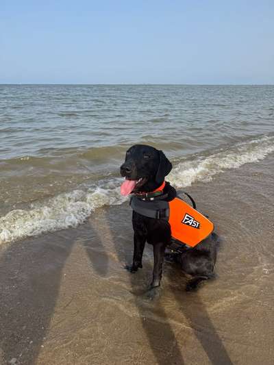 Hundetreffen-Unverträglichkeiten Hunde untereinander-Bild