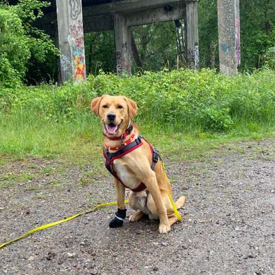 Hundetreffen-Social Walk - gemeinsame Übungsspaziergänge-Bild