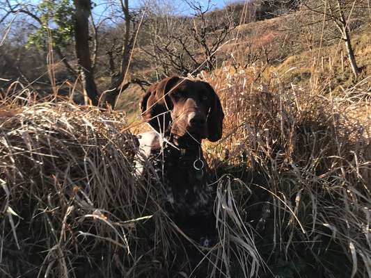 Hundetreffen-Kennenlernen-Bild