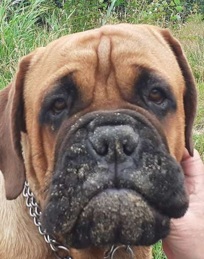 Wo sind die ganzen Molosser? Zeigt doch mal Eure Molosser-Beitrag-Bild