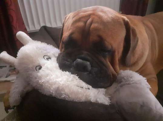 Olde English Bulldogge-Beitrag-Bild