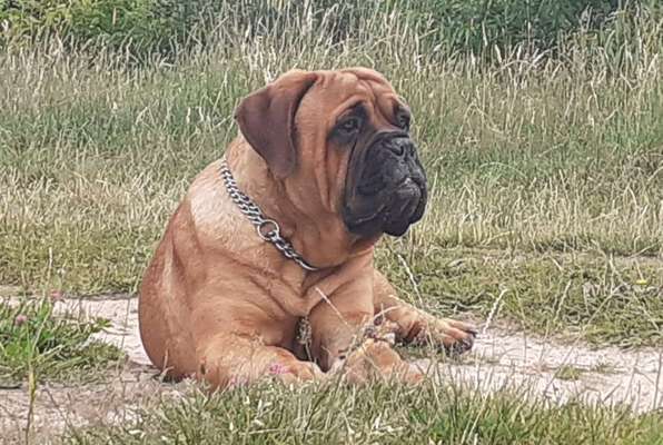 Olde English Bulldogge-Beitrag-Bild