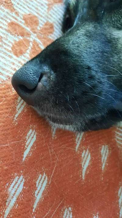 Hundenase - Wunde, Ekzem oder anderes?-Beitrag-Bild