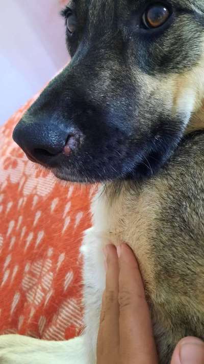 Hundenase - Wunde, Ekzem oder anderes?-Beitrag-Bild