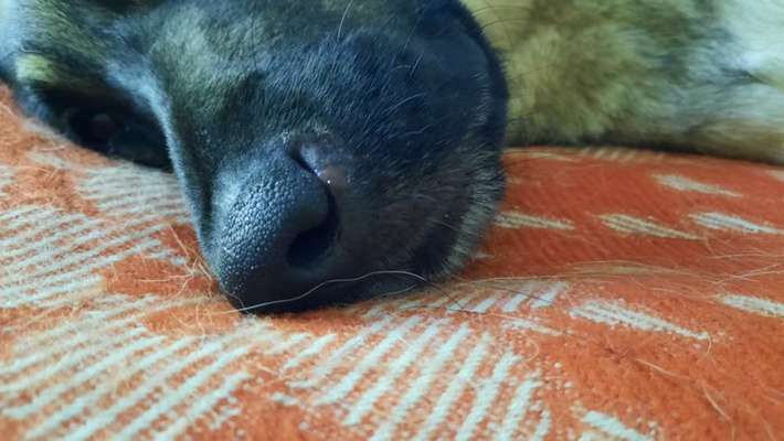 Hundenase - Wunde, Ekzem oder anderes?-Beitrag-Bild