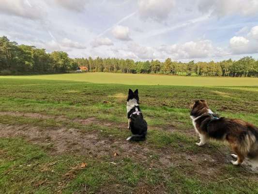 Dogorama Photo Challenge - Gassipause-Beitrag-Bild