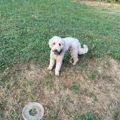 Hundetreffen-Gemeinsam Gassi und rum Toben-Bild