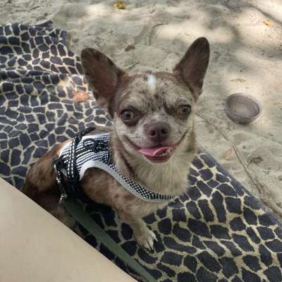 Hundetreffen-Mini-Hundetreff-Bild