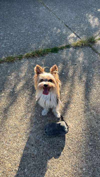 🧨 „Hundetrainer? Brauch ich nicht!“ – Hä?! Oder DOCH?! 🐾-Beitrag-Bild