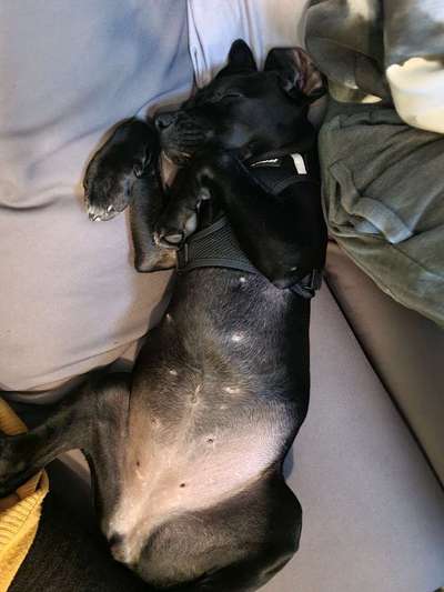 Dogorama Photo Challenge - Wälzen-Beitrag-Bild