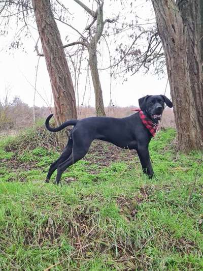 Black dogs are beautiful-Beitrag-Bild