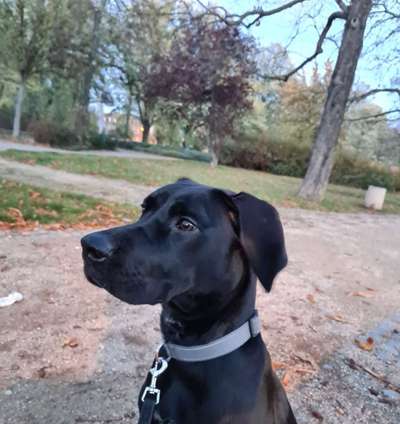 Dogorama Photo Challenge - Portrait-Beitrag-Bild